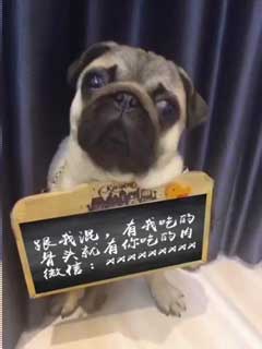 狗狗举牌