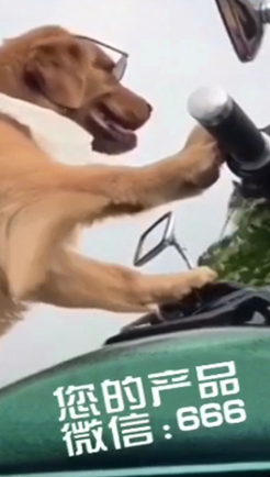 狗骑摩托