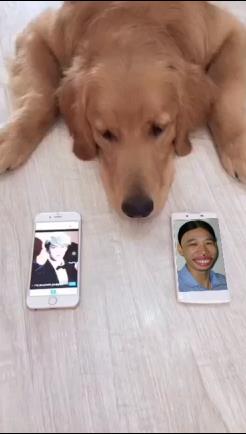 狗狗选男友