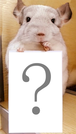 萌宠龙猫2