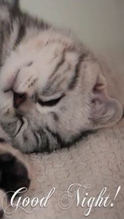 猫咪睡懒觉相册