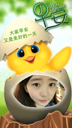 小鸡问早安