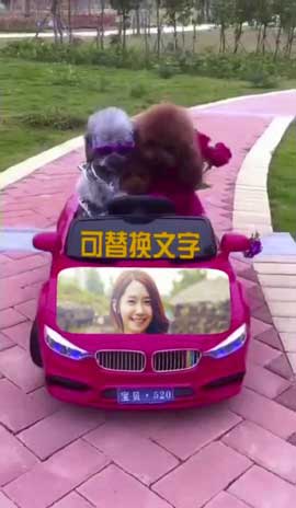 情侣萌宠开豪车
