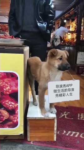 狗狗挂牌宣传