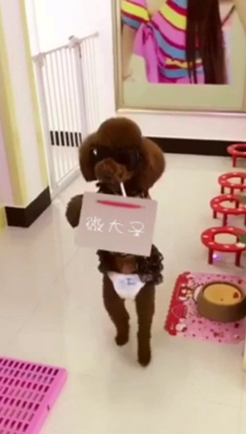 萌犬举牌