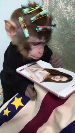 猴哥玩手机