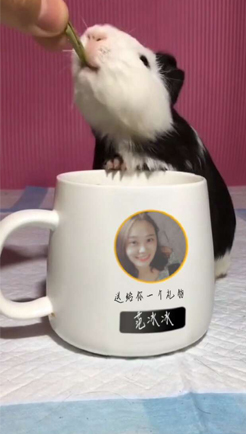 嘴馋小仓鼠