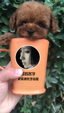 把你捧在手心里