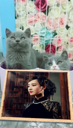 猫咪摇头