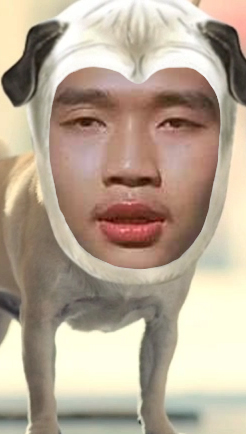 八哥犬